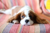 ¿Por qué no ladra mi perro?