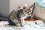 ¿Cuánto debes alimentar a un gatito?