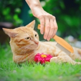 Mejores peines antipulgas para gatos de 2019 (Análisis)