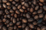 ¿Pueden los perros comer nueces pecanas?