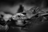 ¡Descubre cómo elegir una serpiente mascota perfecta para ti!