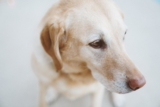 ¿Por qué mi perro tose después de beber agua?