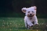 Cachorro respirando rápido: ¿Deberías preocuparte?