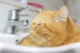 ¿Qué tipo de raza de gato es Garfield?