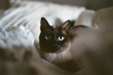 Gato tonkinés: información, características y datos de la raza