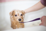 ¿El champú para bebés es seguro para los perros?