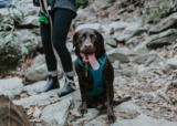 10 consejos esenciales para hacer senderismo con tu perro