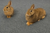 Cómo hacer que un conejo deje de escarbar en la alfombra