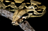 Guía de cuidados de la Boa Constrictor: Comportamiento, alojamiento y alimentación