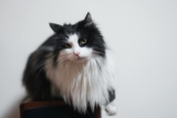 Gato Ragamuffin: información, características y hechos de la raza