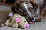 Los mejores regalos de Navidad para perros (de 2019)