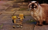 20 regalos para personas con gatos del 2026