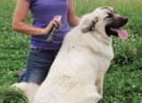 Mejores repelentes de mosquitos para perros del 2026 (análisis)