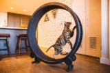 Mejores ruedas de ejercicio para gatos del 2026 (análisis)