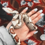 Más de 250 nombres para serpientes para estos reptiles deslizantes