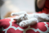 Las mejores golosinas relajantes para gatos del 2024 (análisis)
