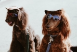 Las mejores gafas para perros (de sol y de protección) del 2024 (análisis)