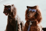 Las mejores gafas para perros (de sol y de protección) del 2026 (análisis)