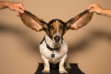 Infección de oído en perros: causas, síntomas, tratamiento y prevención