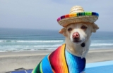 Los mejores sombreros para perros de 2020 (Análisis)