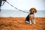 Mejores correas para perros del 2026 (Análisis)