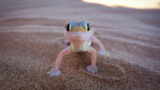 7 tipos de geckos que son buenas mascotas