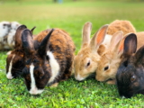 Mixomatosis en Conejos: Causas, Tratamiento y Prevención