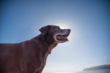 Cómo calcular los años de un perro respecto a los años humanos
