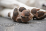 12 maneras de proteger las patas de un perro durante todo el año