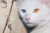 ¿Cuándo cambian de color los ojos de los gatitos?