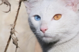¿Cuándo cambian de color los ojos de los gatitos?