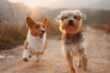 Los 5 mejores perros para personas mayores – Razas recomendadas para compañía y bienestar