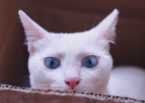 Ojo nublado en los gatos – Cataratas en los gatos o algo más