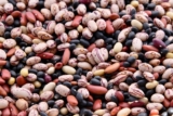 ¿Pueden los perros comer alubias negras? (Guía de nutrición)