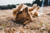 Mordeduras de serpientes en perros: qué saber y qué hacer