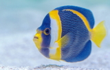 ¿Los peces duermen? Todo lo que necesitas saber