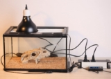 Mejores termostatos para reptiles del 2026 (Análisis)