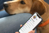Mejores pruebas de ADN para perros del 2026 (análisis)