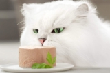 ¿Cuánto se puede dejar fuera la comida húmeda para gatos de forma segura?