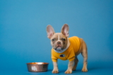 Cómo enseñar a un perro a esperar por el cuenco de comida: Consejos y técnicas de entrenamiento.