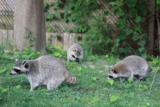 Evitando Encuentros Peligrosos: Mapaches y Perros