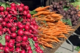 ¿Pueden los perros comer rábanos? (Guía nutricional)