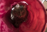 Los mejores túneles para gatos del 2024 (análisis)