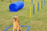 Mejores túneles de agilidad para perros del 2026 (análisis)