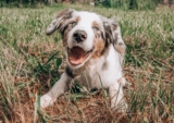 Cómo cuidar a un perro – Consejos útiles que te ayudarán