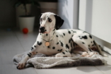 Dálmata: Conoce todo sobre esta raza canina originaria de Dalmacia