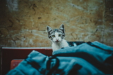 Qué hacer si encuentras un gatito abandonado