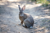 ¿Pueden los conejos domésticos sobrevivir en la naturaleza?