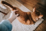 Cómo quitar los nudos a un gato de forma segura