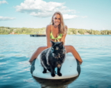 Importantes consejos de verano para los gatos